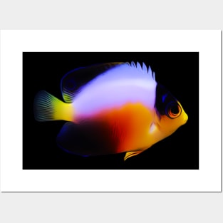 Pygmy AngelFish Posters and Art